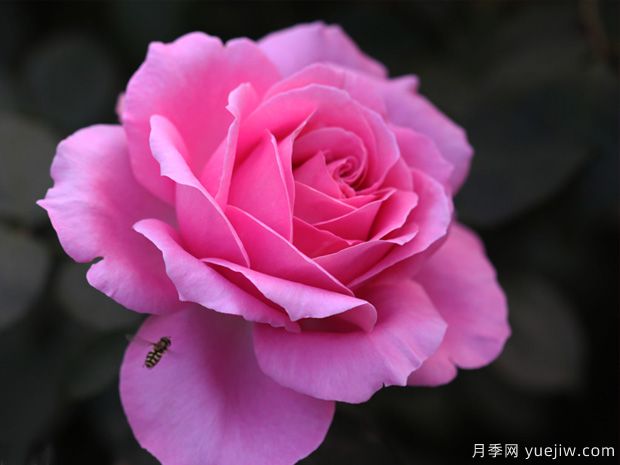 醉红颜月季(图1)