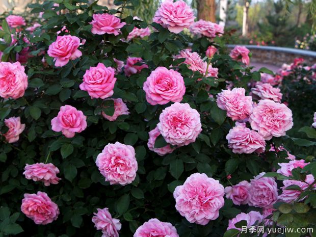 醉红颜月季(图3)