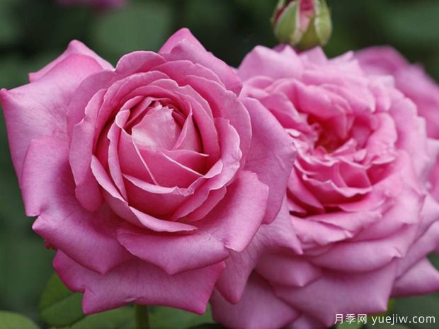 醉红颜月季(图2)