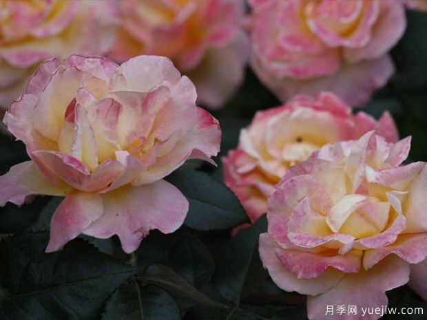 火凤凰月季(图3)