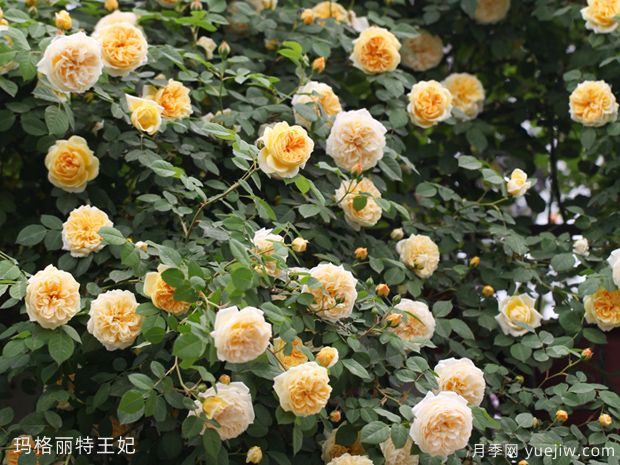 推荐10个花期最长的藤本月季品种(图6)