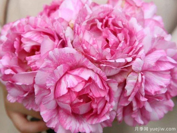 伊芙飞溅月季(图1)