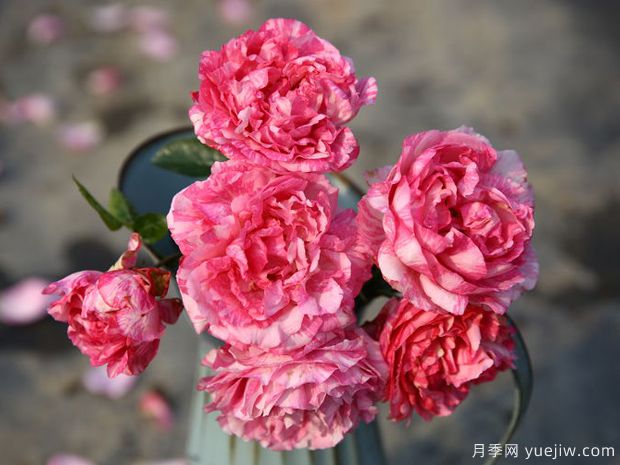 伊芙飞溅月季(图2)