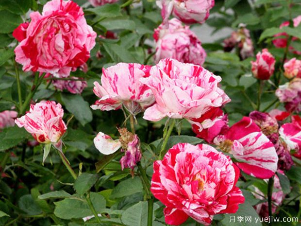 说愁月季/多愁善感月季(图3)