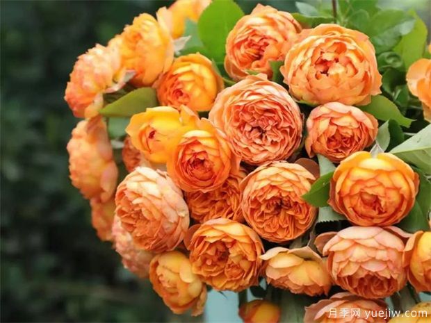 推荐10种月季，多季节开花，打扮庭院特别美丽(图1)