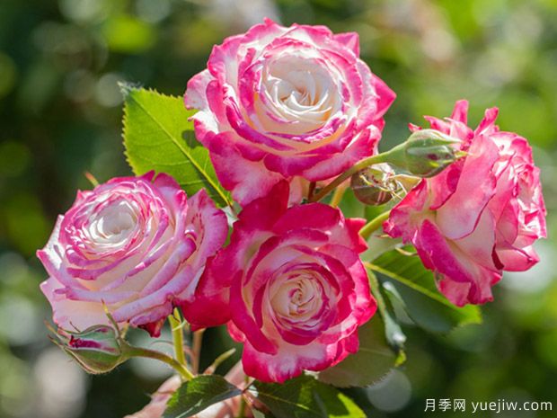 月季黑星病的病症是怎样的?如何进行防治?(图1) 月季黑星病的病症是怎样的?如何进行防治?(图1)