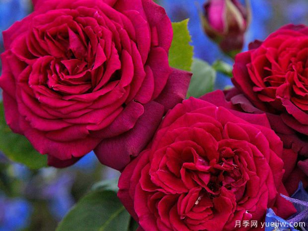 狄安娜伯爵夫人月季/暗夜芬芳/伯爵夫人戴安娜/暗之欲望(图3)