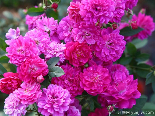 甜蜜马车月季/爆香紫月季(图3)