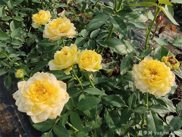 阳光古董月季(图4)