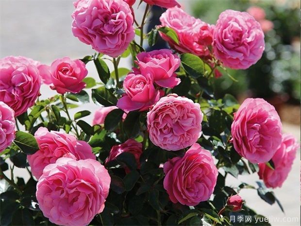 藤本月季粉色达芬奇的优缺点是什么？(图2)