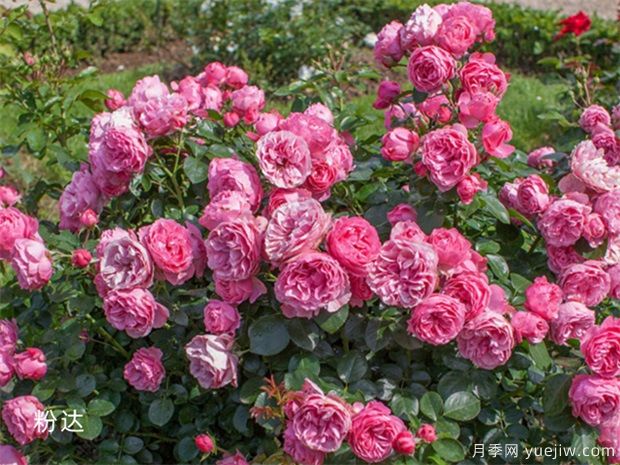 藤本月季粉色达芬奇的优缺点是什么？(图3)