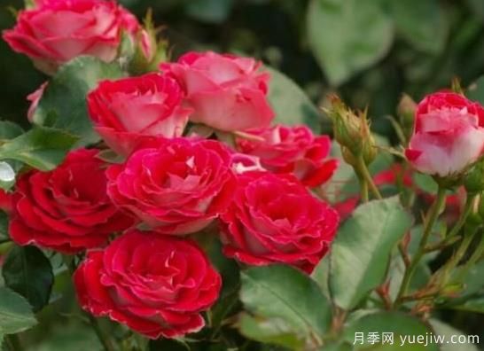 微型月季的种植小技巧(图3)