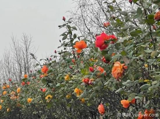 严冬月季花盛开，杭州高架月季实现超长待机(图1)