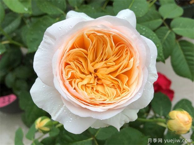 近三年***受花友喜爱的月季品种排名榜，属实吗(图2)