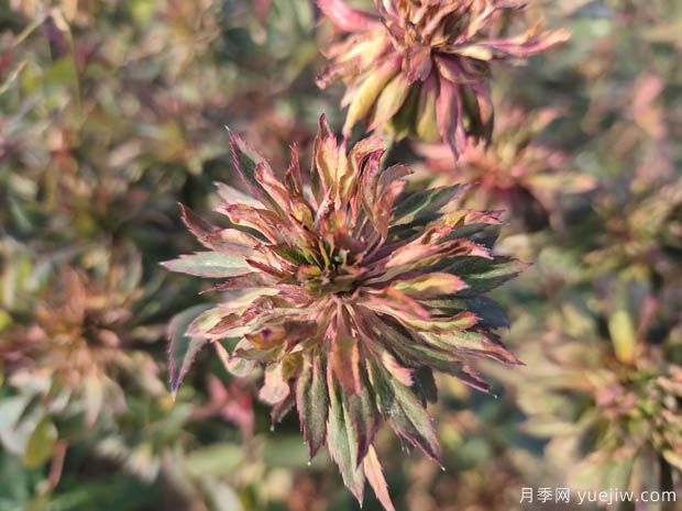 绿萼月季(图1) 绿萼月季(图3)