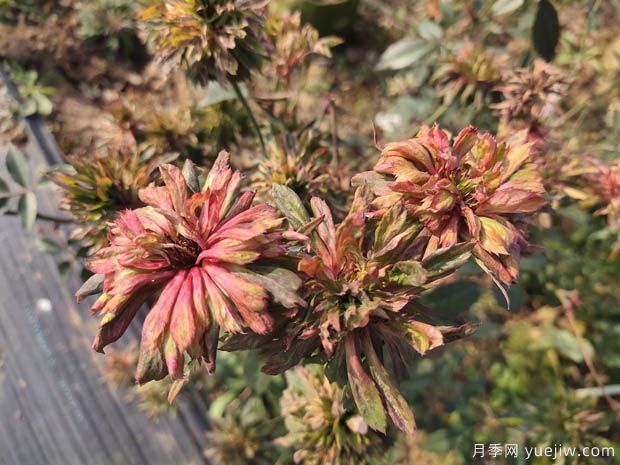 绿萼月季(图2) 绿萼月季(图4)