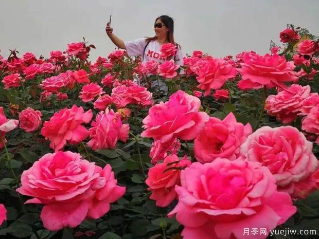 名称园:东林牧歌世界月季博览园(图1) 月季名园:绵阳东林牧歌世界月季博览园(图1)