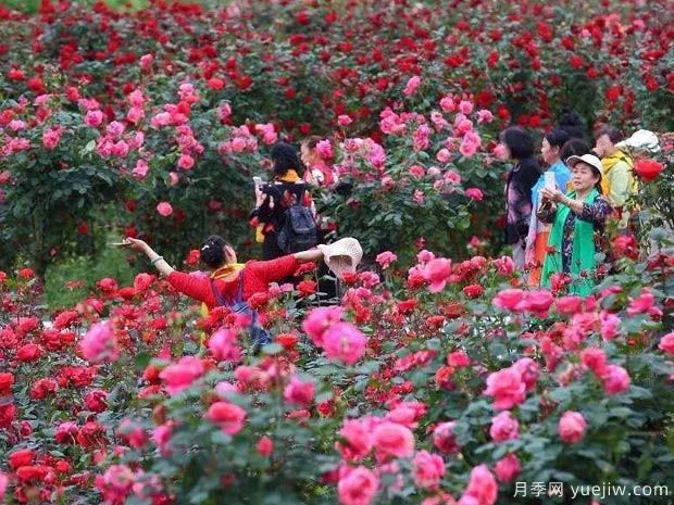 名称园:东林牧歌世界月季博览园(图2) 月季名园:绵阳东林牧歌世界月季博览园(图2)