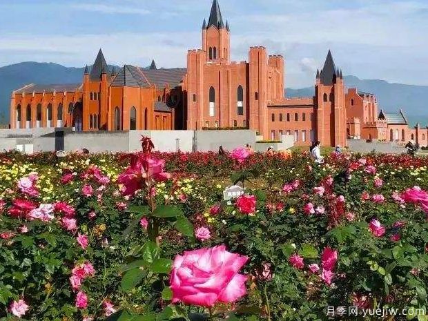 名称园:四川绵竹玫瑰谷月季园(图2) 月季名园:四川绵竹玫瑰谷月季园(图2)