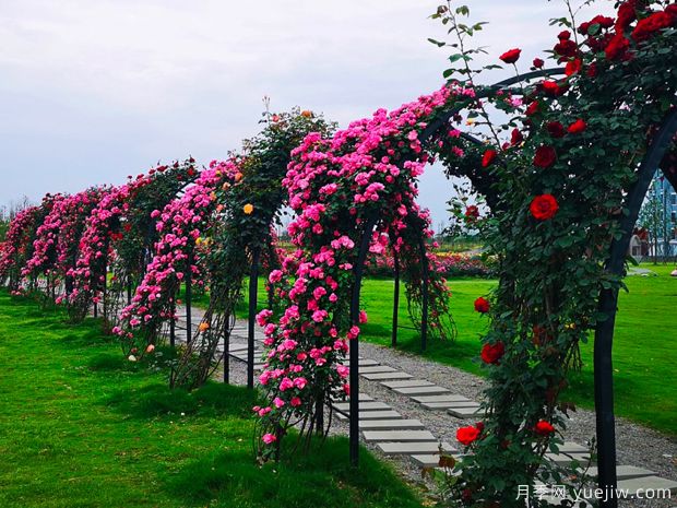 名称园:四川绵竹玫瑰谷月季园(图3) 月季名园:四川绵竹玫瑰谷月季园(图3)