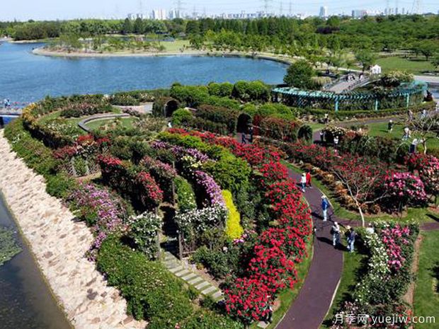 月季名园:上海辰山植物园月季园(图2) 月季名园:上海辰山植物园月季园(图2)