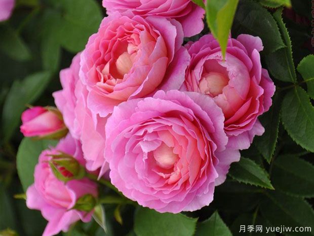 小区绿化常用的这几个苗木树种前景不容小觑(图1) 小区绿化常用的这几个苗木树种前景不容小觑(图1)