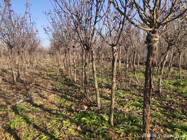 立冬过后,苗木防寒攻略(图1) 立冬过后,苗木防寒攻略(图1)