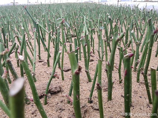 月季扦插黑杆,需要如何做扦插(图1) 月季扦插黑杆,需要如何做扦插(图1)