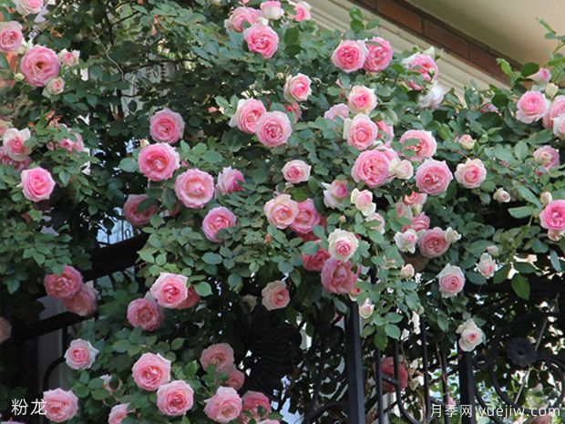 未来2年苗木市场发展动向预测,准不准(图1) 未来2年苗木市场发展动向预测,准不准(图1)