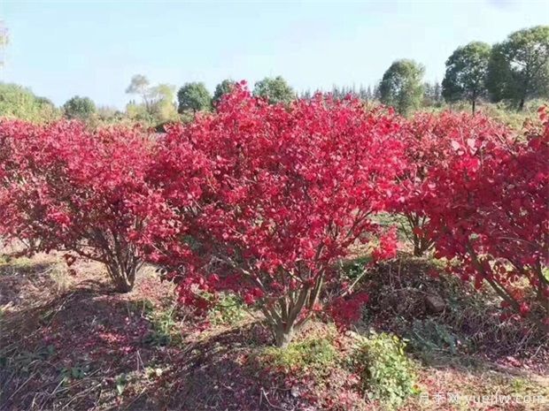 想通过彩叶苗木赚钱，哪些苗木品种***畅销(图1)