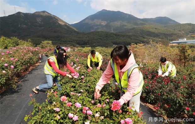 大湾区实现月季在南方生长 百万盆精品月季将扮靓新春深圳(图3)