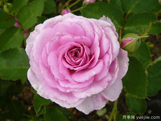 完美香气月季/完美香水(图1)