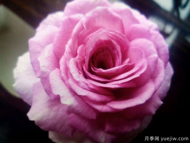 完美香气月季/完美香水(图2)