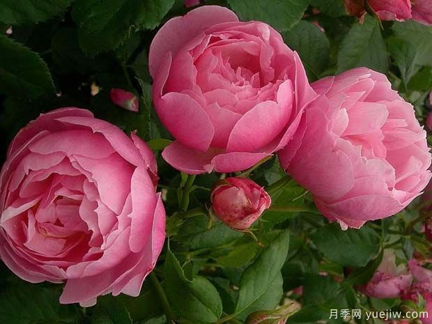 玛丽芭兰诗派乐月季(图2)