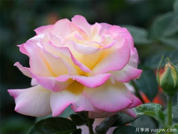 如何在冬季管理好月季?做好4件事(图1) 如何在冬季管理好月季?做好4件事(图1)