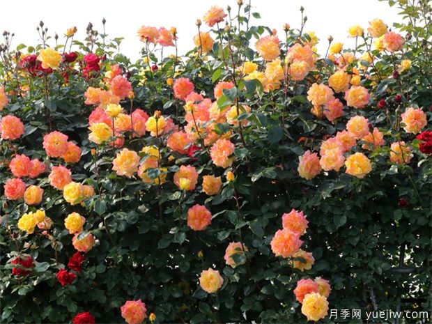 园林绿化设计中,树种选择应该遵循4大原则(图1) 园林绿化设计中,树种选择应该遵循4大原则(图1)