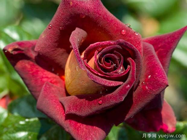 骇客月季/黑金(图1)