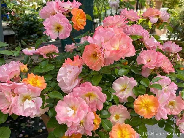 桃色绝代佳人月季/桃红绝代佳人(图2)