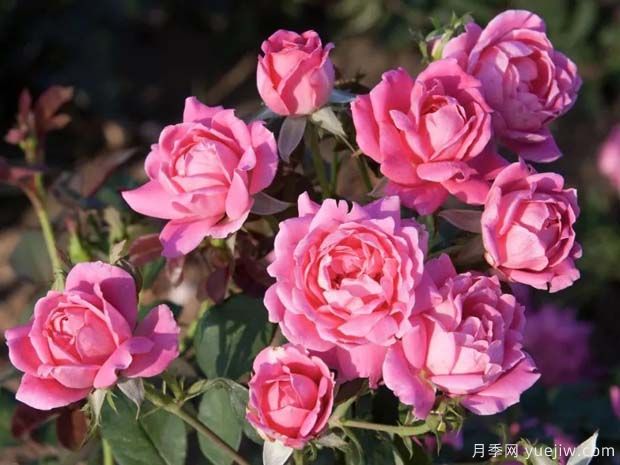 重瓣粉色绝代佳人(图1) 粉色重瓣绝代佳人月季(图2)
