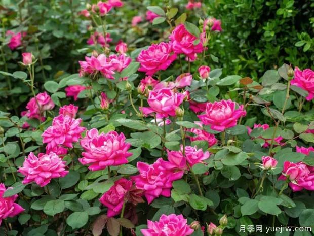 重瓣粉色绝代佳人(图2) 粉色重瓣绝代佳人月季(图3)