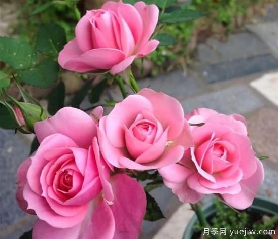 让月季喝橘子汁液好不好?(图1) 让月季喝橘子汁液好不好?(图1)