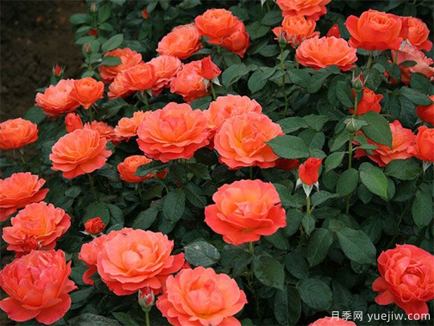 月季花有六大品系,来百科下(图2) 月季花有六大品系,来科普下(图2)