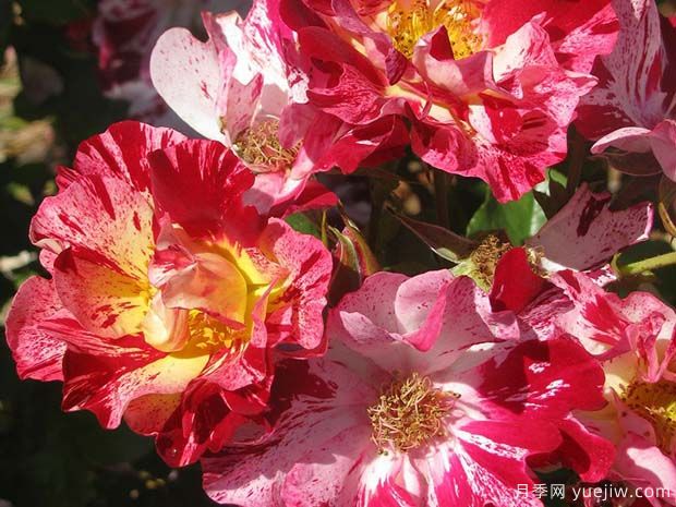 独立日月季/七月四号月季(图2)