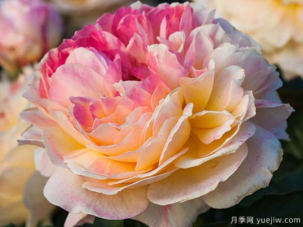 公园月季La  Park(图2)