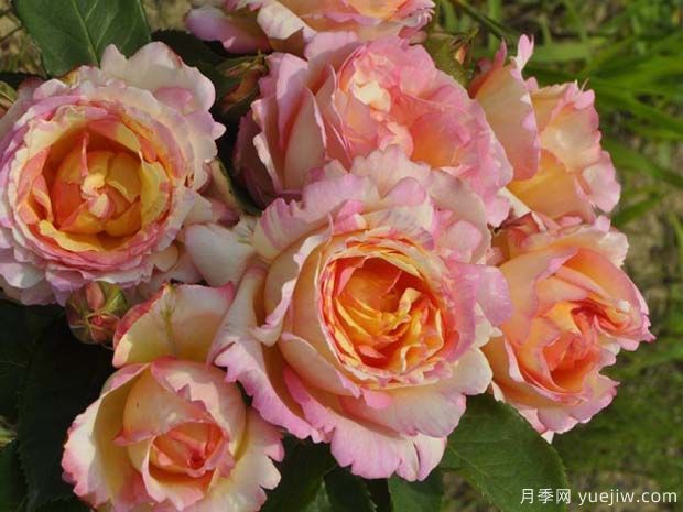 桃子糖果月季/桃心月季/钓鱼糖果月季(图4) 桃子糖果月季/桃心月季/钓鱼糖果月季(图4)