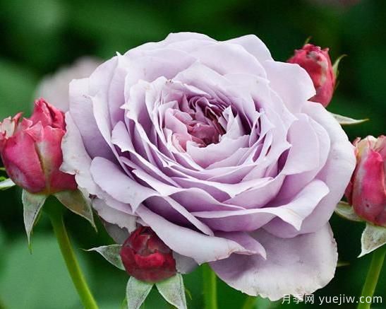 分享15个浪漫又美丽的月季品种,诗意醉人(图1) 分享15个浪漫又美丽的月季品种,诗意醉人(图1)