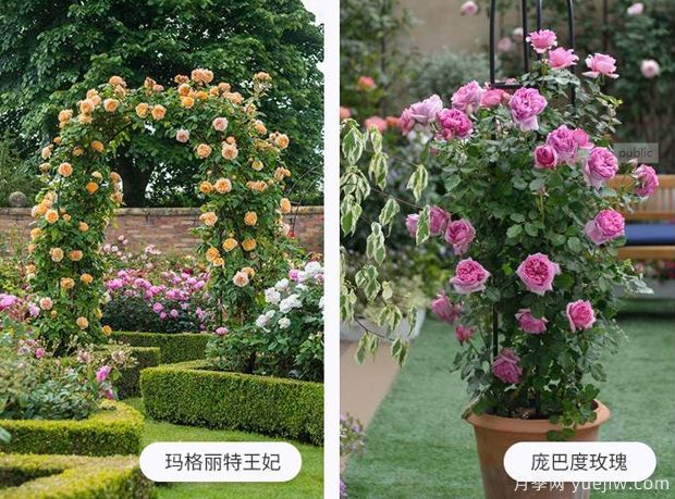 藤蔓植物有哪些,藤蔓植物有哪些知识(图1) 藤蔓植物有哪些,藤蔓植物有哪些知识(图1)