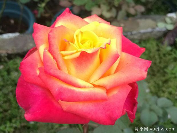 飞溅月季/闪耀月季/国魂月季(图1)