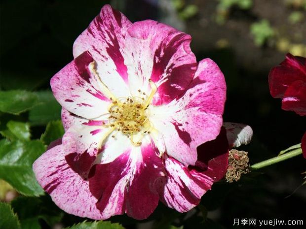 紫色飞溅月季(图1)