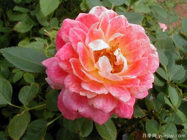 水花飞溅月季(美国)(图1)